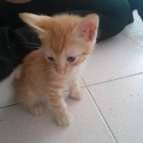 Gatinhos filhotes. Siamesas fêmeas gêmeas e Laranja macho