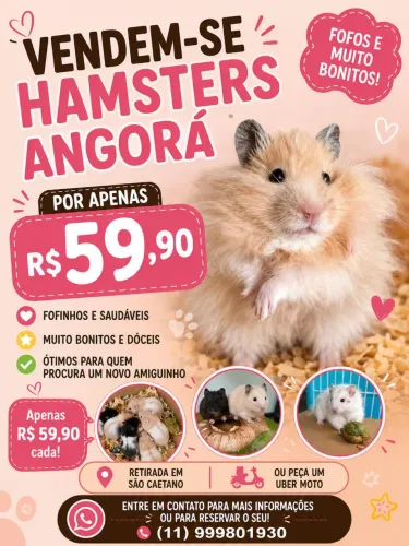 Hamster angora sírio lindos