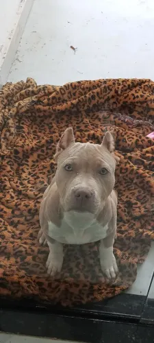 Pitbull filhote 4 meses ( genética top)
