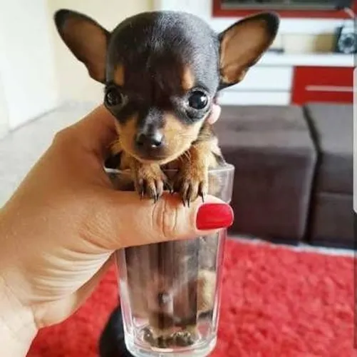Pinscher miniatura venha se apaixonar