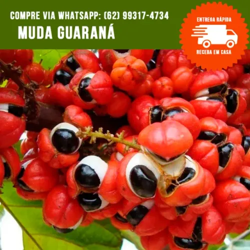 Muda de Guaraná