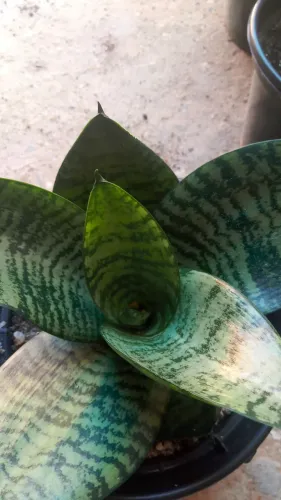 Mini espadinha de são Jorge