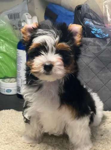 Miniatura de amor: conheça nossos Biewer Terrier incríveis