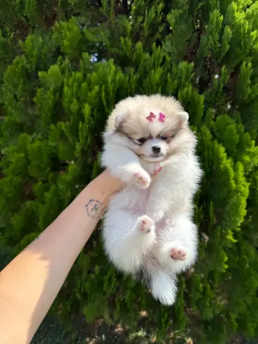 Filhote Spitz Alemão fêmea - Mini Fofura!