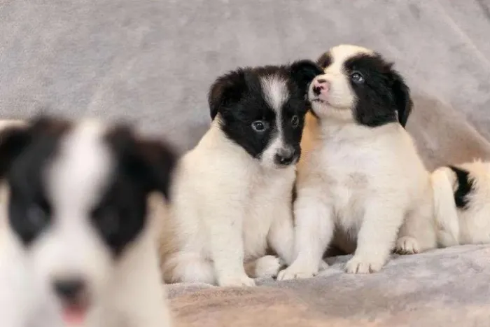 Border Collie fêmeas  vacinadas com garantia de saúde e pedigree filhotes com 54 dias