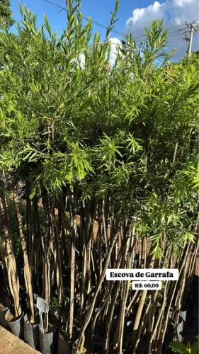 Mudas de Escova de Garrafa ou Calistemo