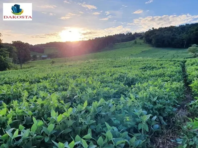 23.5 Alqueires com 20.5 de lavouras a vários anos só 800 metros da BR
