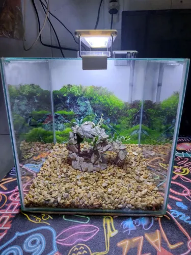 Aquário para Peixes Ornamentais Completo 