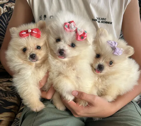 Spitz Alemão fêmeas com valor especial para você!