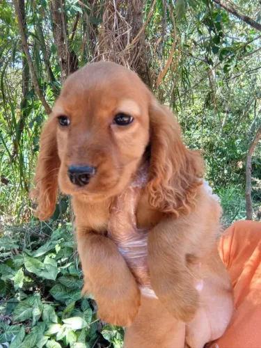 Cocker Spaniel Inglês caramelo