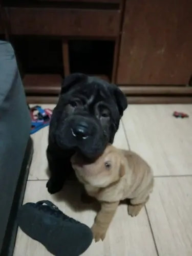 Filhote de Shar pei