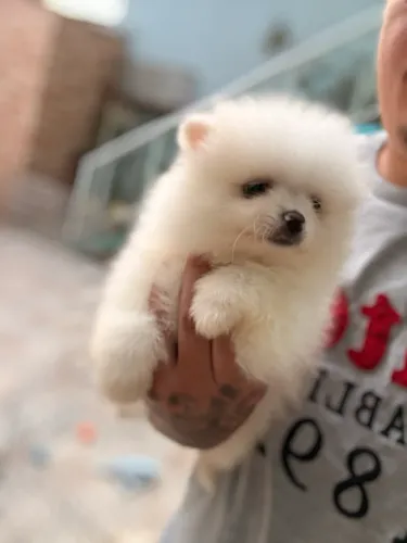 Spitz alemão 