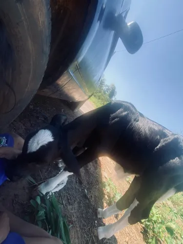 Vende-se bezerro macho