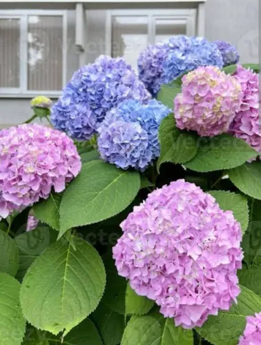 Linda muda de hortencia com terra adubada pro ta oara crescer e florir