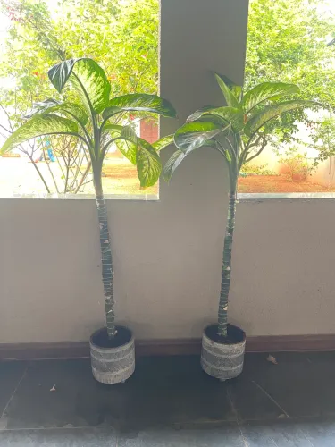 Plantas ornamentais em vaso
