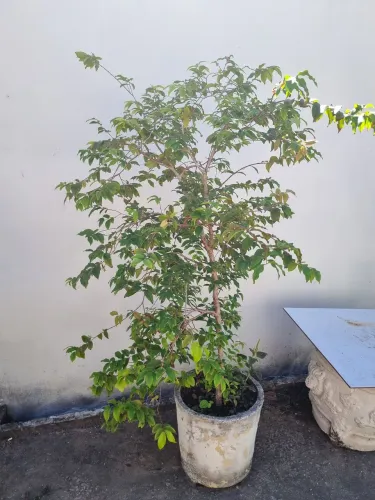 Planta 