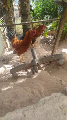 Galo mestiço gigante caipira