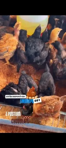 Pintinhos poedeira