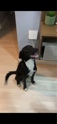 Doação de cachorro (fêmea)