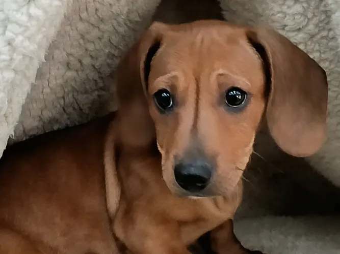 Filhotes de Dachshund 