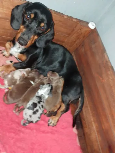Dachshund machos