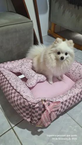 Cama de cachorro 
