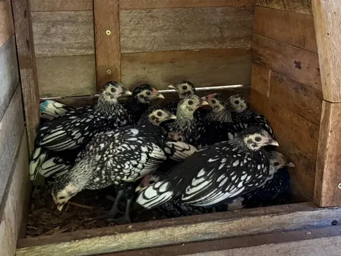 Vendo mini galinhas da raça Sebright prateadas
