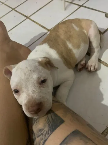 PITBULL FÊMEA