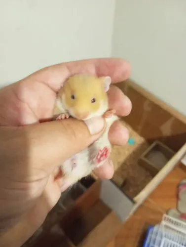Hamster sirio