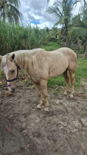 Vende-se ou troca potra QM palomina