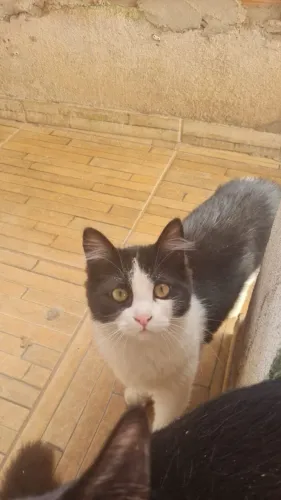 Doação gatos filhotes frajolhas,macho e fêmea
