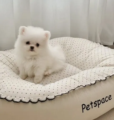 Cachorro Lulu da Pomerania fim de semana com filhote fofo disponível
