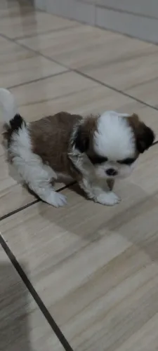 Vende se cachorro porte pequeno