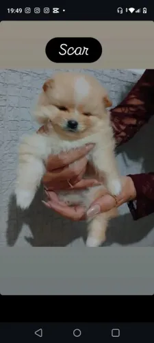 Zpitz alemão, lulu da Pomerânia