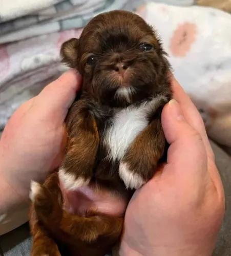 Filhotes de Shih Tzu | Sempre pronto para diversão.