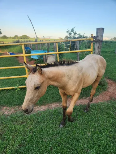 ÉGUA E POTRO