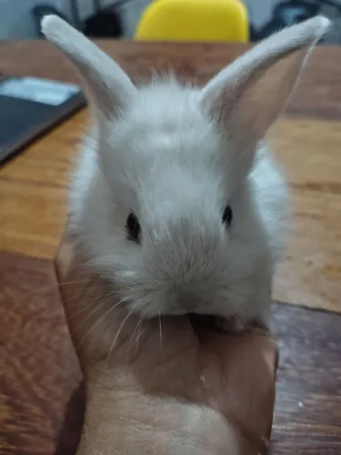 Coelho