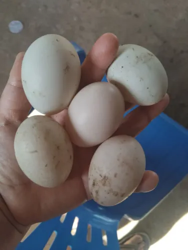 Ovos de marreco ponpon
