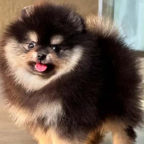 Lulu da pomerania 