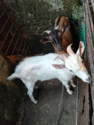 Vende -se Casal de cabra