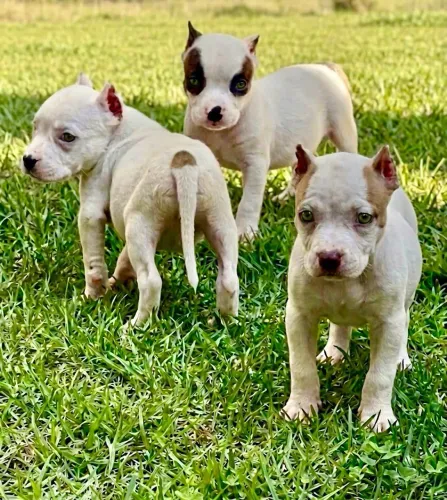 PITBULL FILHOTES TOP VACINADOS - PARCELO NO CARTÃO