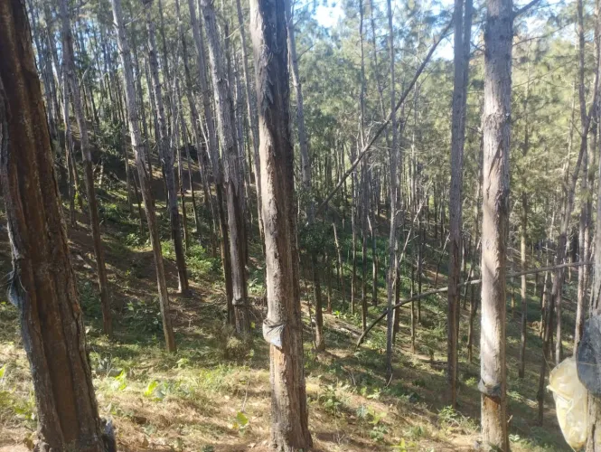 FAZENDA COM PINUS A VENDA NO ESTADO DE SÃO PAULO ?? ? Área Total: 100 Alqueires ou 242,63 