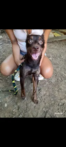 Doa-se um cachorrinho