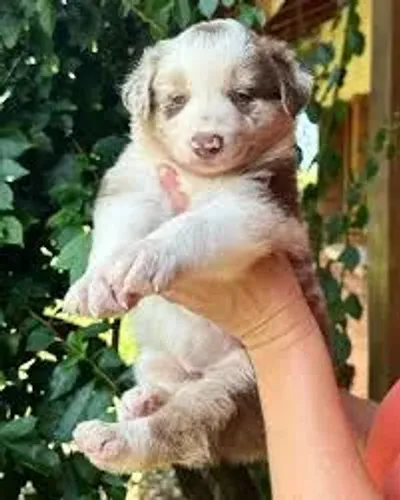 Border collie filhotes
