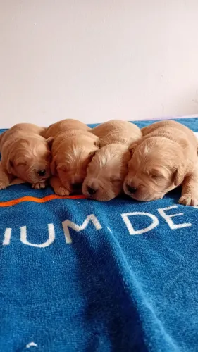 Golden retriever (machinhos)