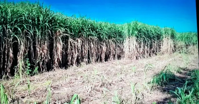 DEPOIS NAO SE ARREPENDA DE PLANTAR CAPIAÇU DA EMBRAPA ELEFANTE