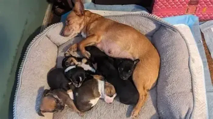 exelentes pinscher x chihuahua