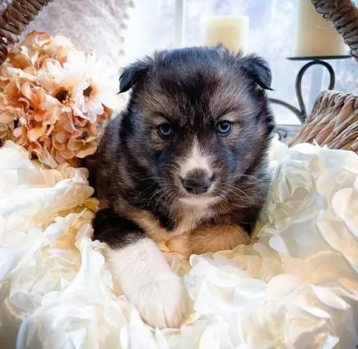 Filhotes de Husky Siberiano | Pelúcia de verdade!