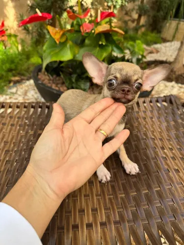 Chihuahua 