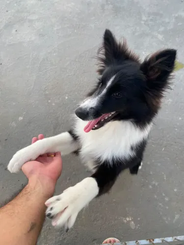 DOA-SE FILHOTE FÊMEA BORDER COLLIE (7meses)